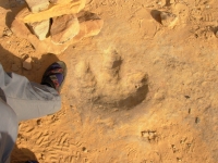 Dinosaur Track